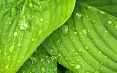 Leaves with raindrops